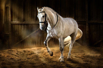 How to buy a horse