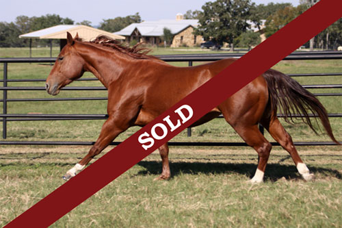 Selling a Horse in Australia